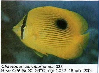 Chaetodon zanzibariensis